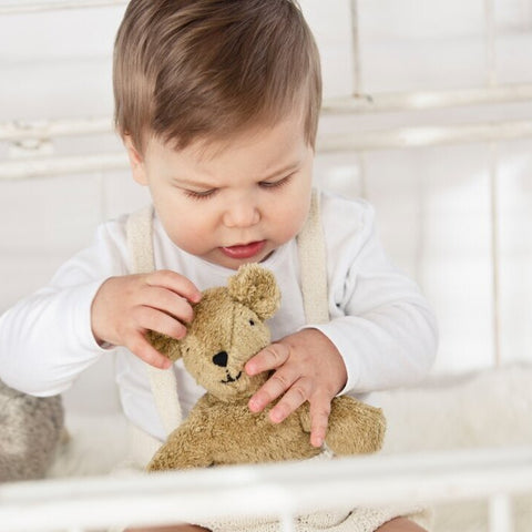 Animal Baby Bear